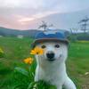 冰镇小可爱