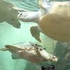 加油鸭