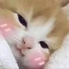 发条橙