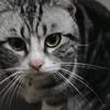 家有懒猫