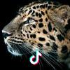 断线的风筝