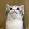 柒柒是一只笨蛋猫