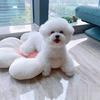 王先森󰠇