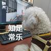 魔法师